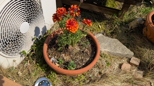 PXL_20250323_044230515.jpg